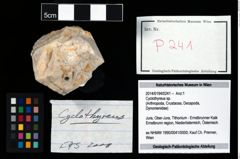 Foto (Objekt + Etikett) von Cyclothyreus sp.  (NHMW-GEO-2014-0194-0241)
